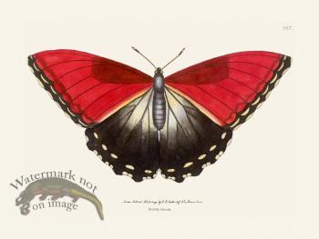167 Butterfly Hecuba